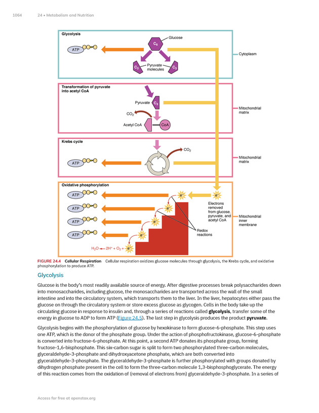 Anatomy and Physiology 2e - New Page