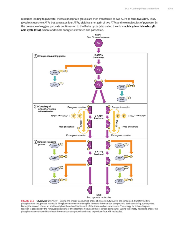Anatomy and Physiology 2e - New Page