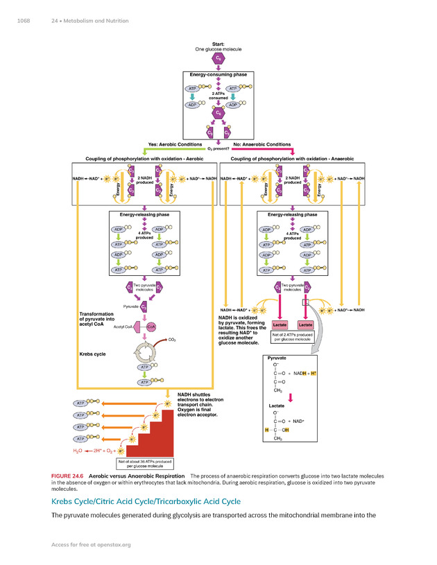 Anatomy and Physiology 2e - New Page