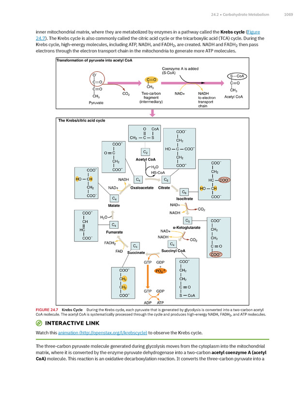 Anatomy and Physiology 2e - New Page