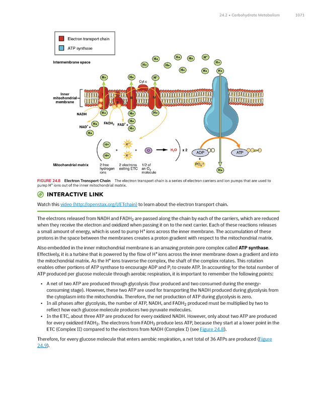 Anatomy and Physiology 2e - New Page