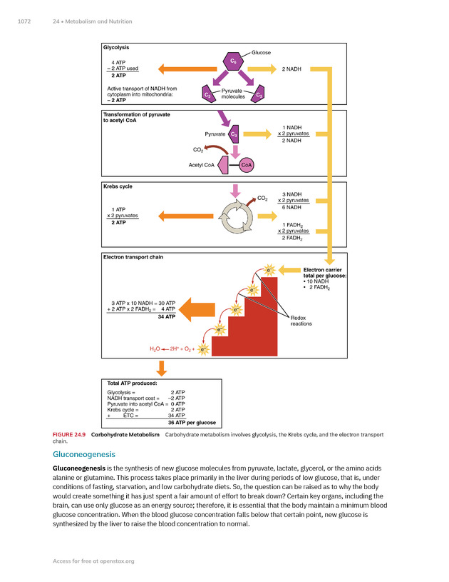 Anatomy and Physiology 2e - New Page