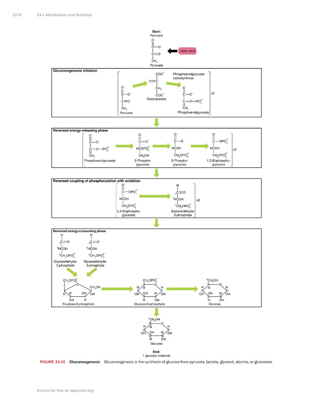 Anatomy and Physiology 2e - New Page