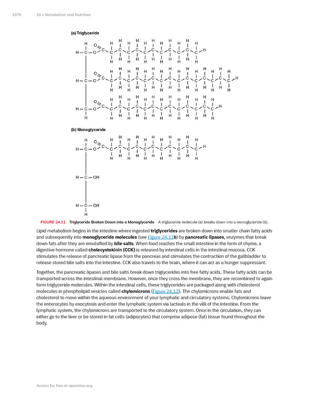 Anatomy and Physiology 2e - New Page