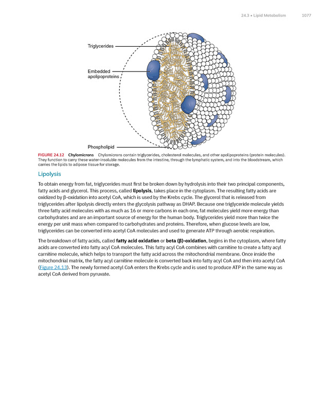 Anatomy and Physiology 2e - New Page