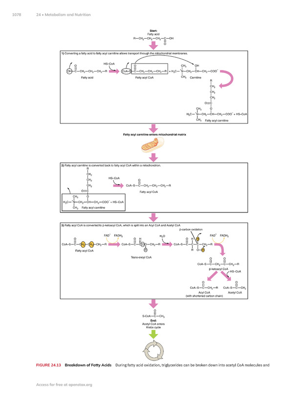 Anatomy and Physiology 2e - New Page