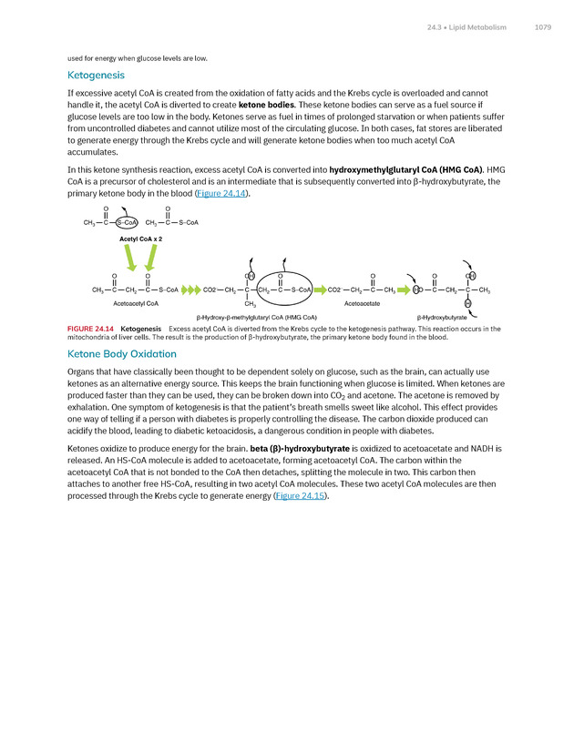 Anatomy and Physiology 2e - New Page