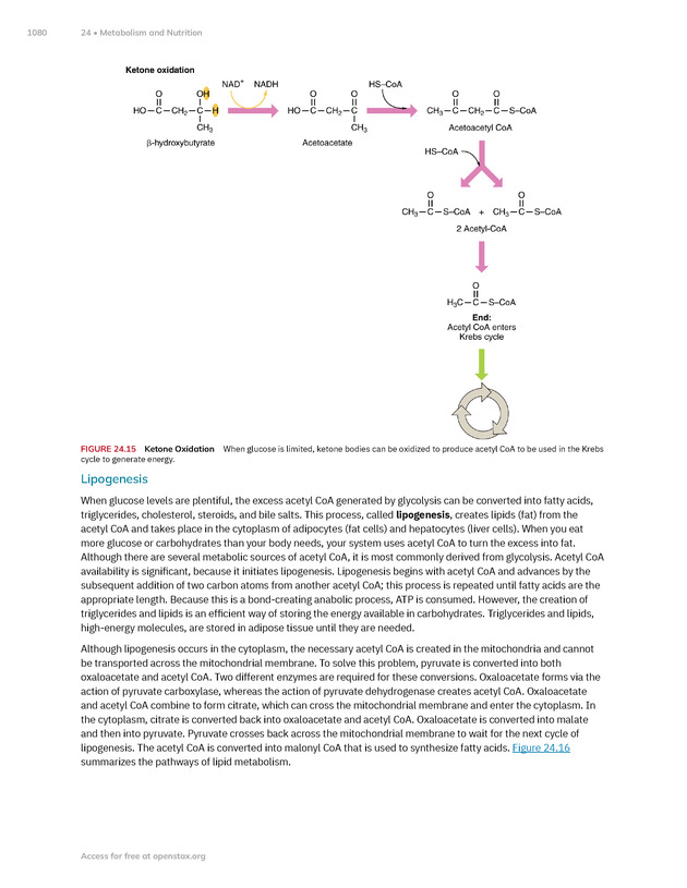 Anatomy and Physiology 2e - New Page