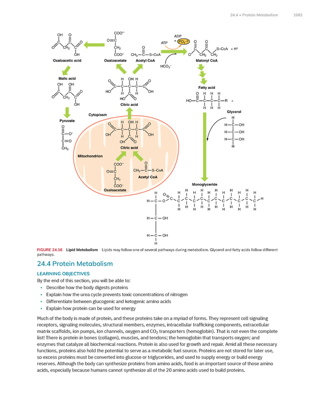 Anatomy and Physiology 2e - New Page
