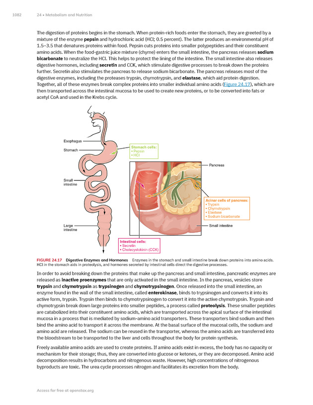 Anatomy and Physiology 2e - New Page