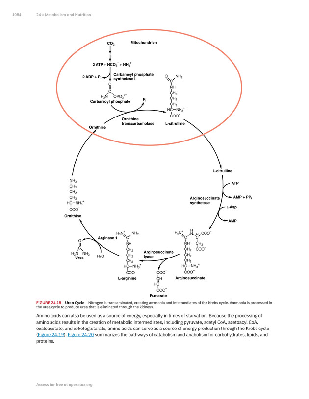 Anatomy and Physiology 2e - New Page