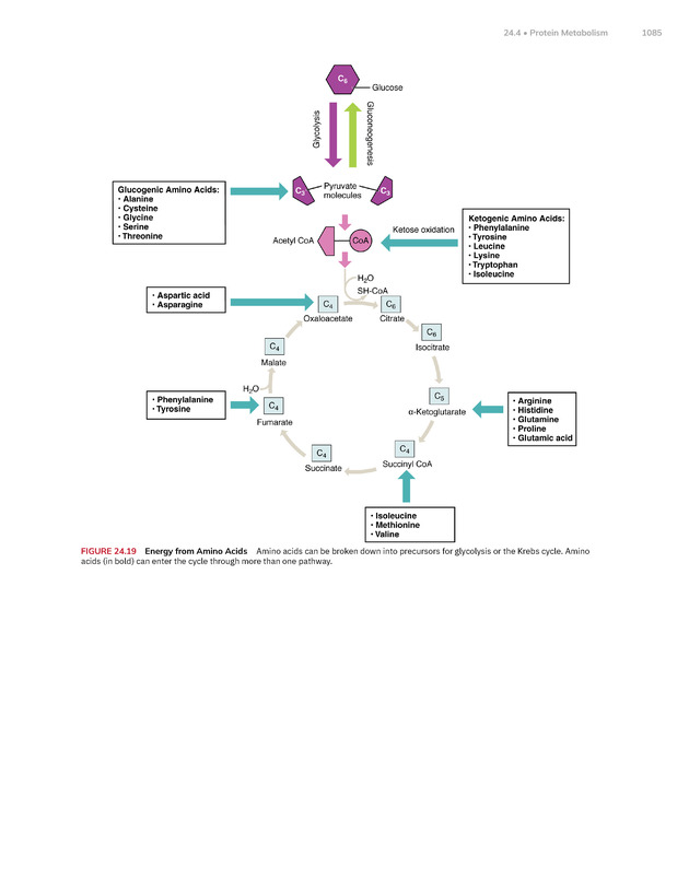 Anatomy and Physiology 2e - New Page