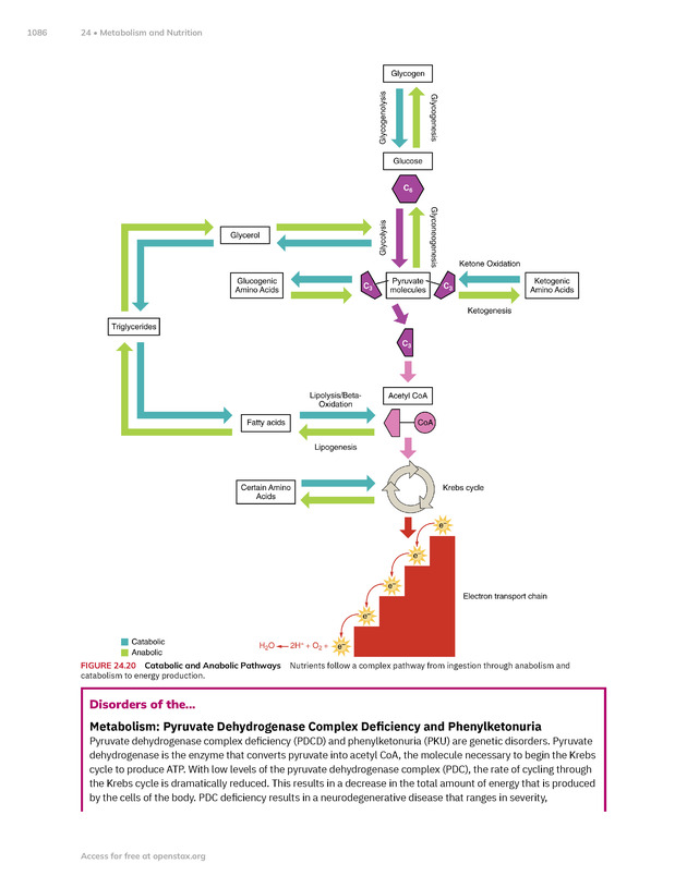 Anatomy and Physiology 2e - New Page