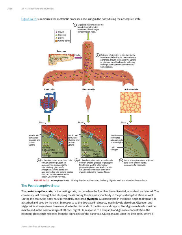 Anatomy and Physiology 2e - New Page