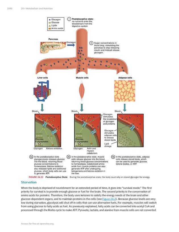 Anatomy and Physiology 2e - New Page