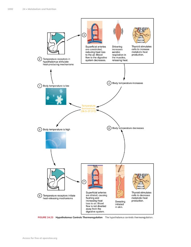 Anatomy and Physiology 2e - New Page