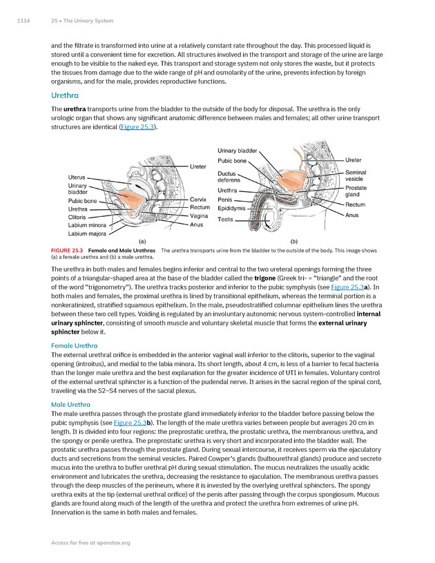 Anatomy and Physiology 2e - New Page