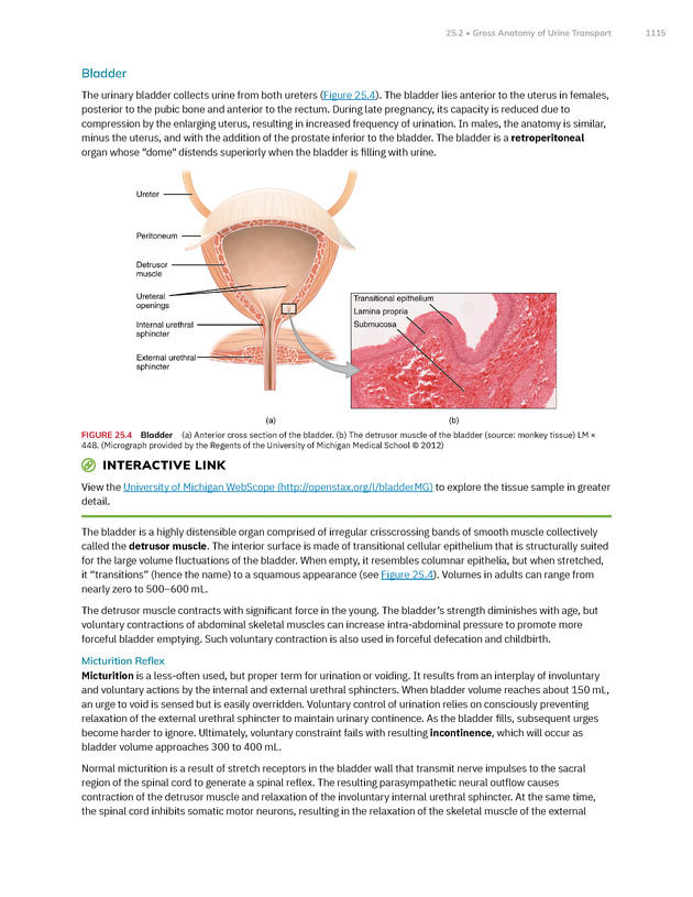 Anatomy and Physiology 2e - New Page