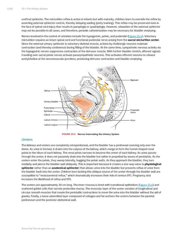 Anatomy and Physiology 2e - New Page