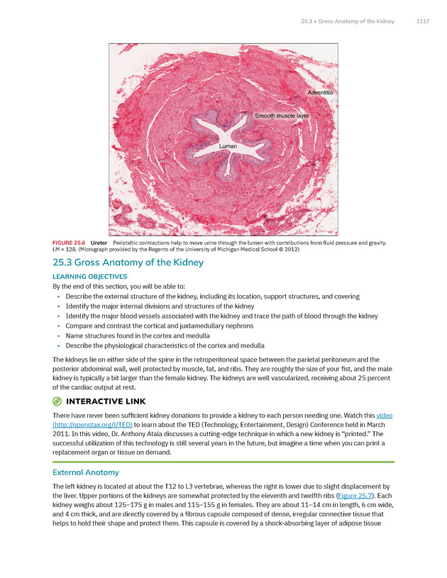 Anatomy and Physiology 2e - New Page