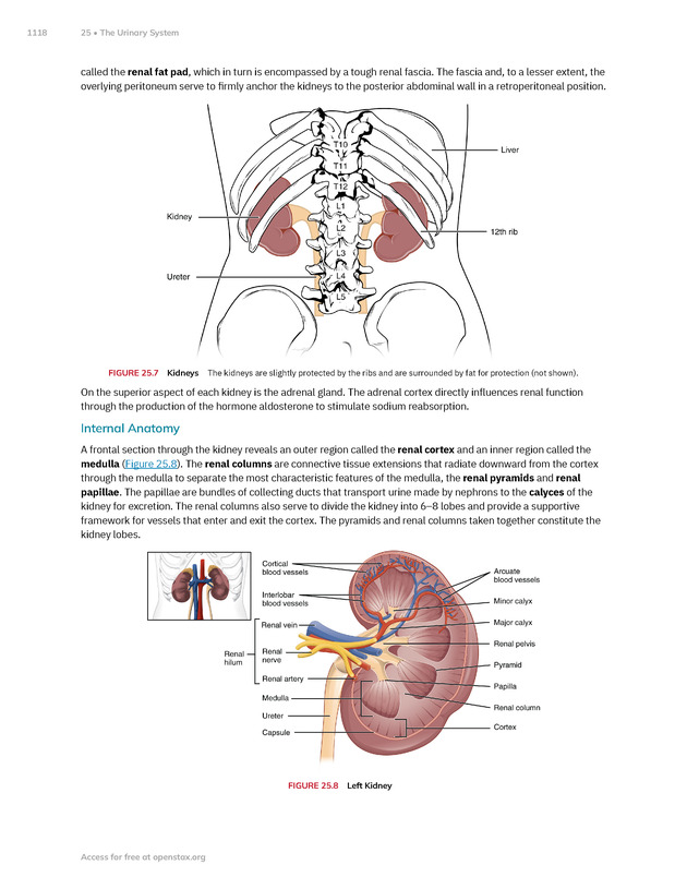 Anatomy and Physiology 2e - New Page