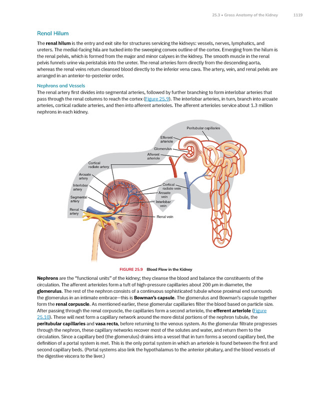 Anatomy and Physiology 2e - New Page