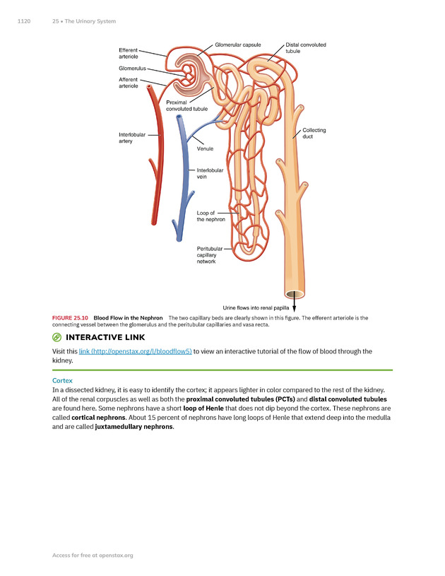 Anatomy and Physiology 2e - New Page