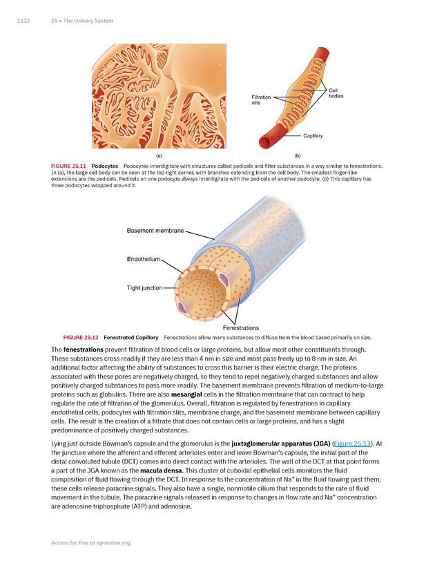 Anatomy and Physiology 2e - New Page