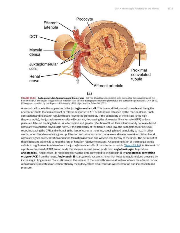 Anatomy and Physiology 2e - New Page