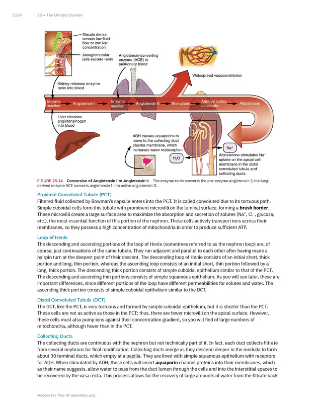 Anatomy and Physiology 2e - New Page