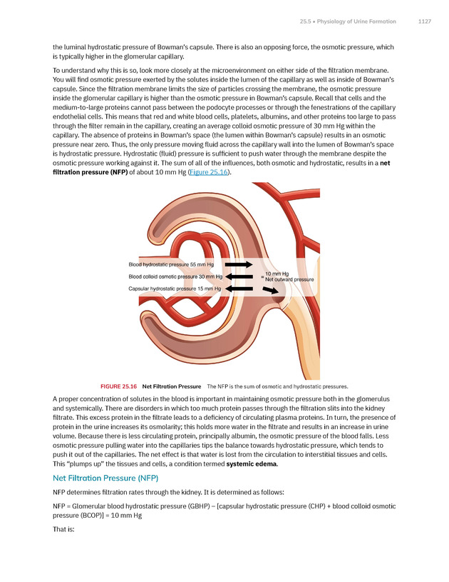 Anatomy and Physiology 2e - New Page
