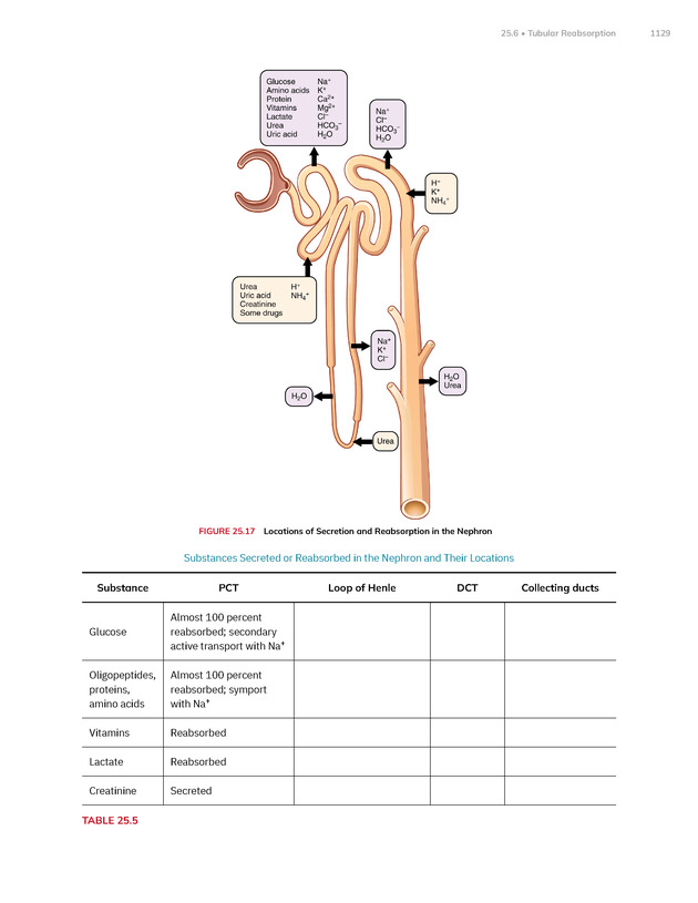 Anatomy and Physiology 2e - New Page