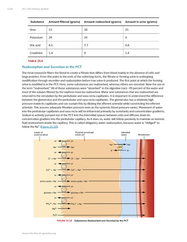 Anatomy and Physiology 2e - New Page