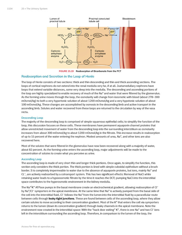 Anatomy and Physiology 2e - New Page