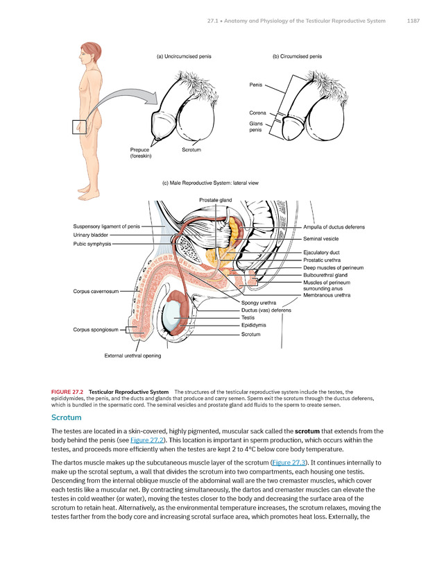 Anatomy and Physiology 2e - New Page