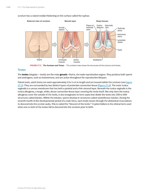 Anatomy and Physiology 2e - New Page