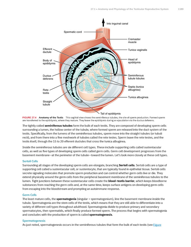 Anatomy and Physiology 2e - New Page
