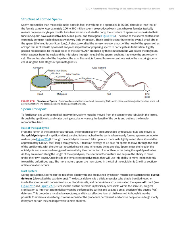 Anatomy and Physiology 2e - New Page