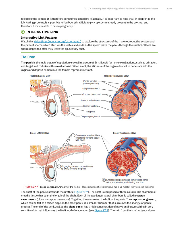 Anatomy and Physiology 2e - New Page