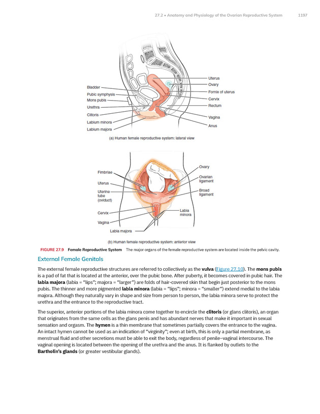 Anatomy and Physiology 2e - New Page