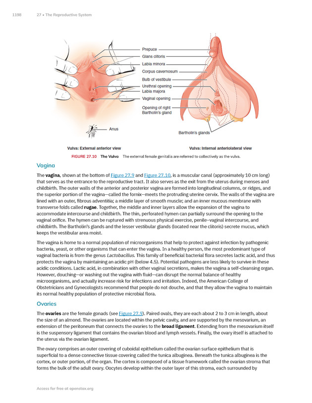 Anatomy and Physiology 2e - New Page