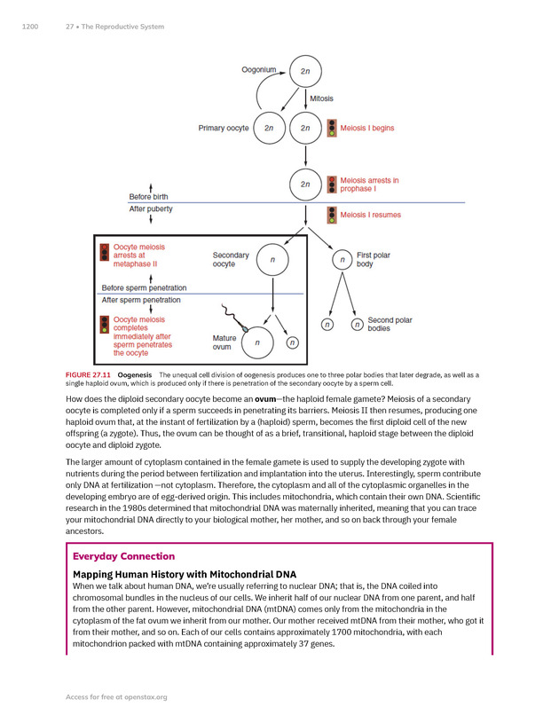 Anatomy and Physiology 2e - New Page
