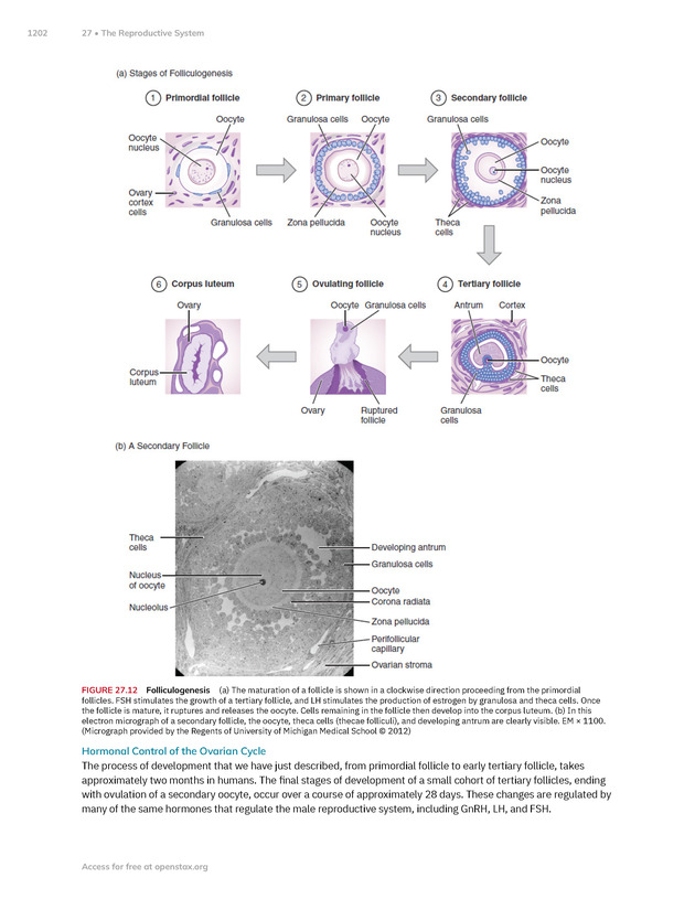 Anatomy and Physiology 2e - New Page