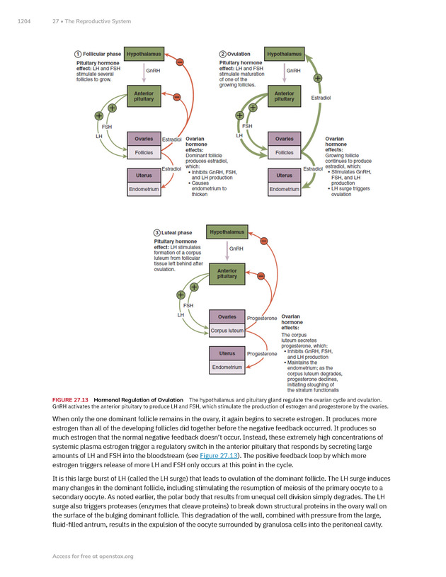 Anatomy and Physiology 2e - New Page