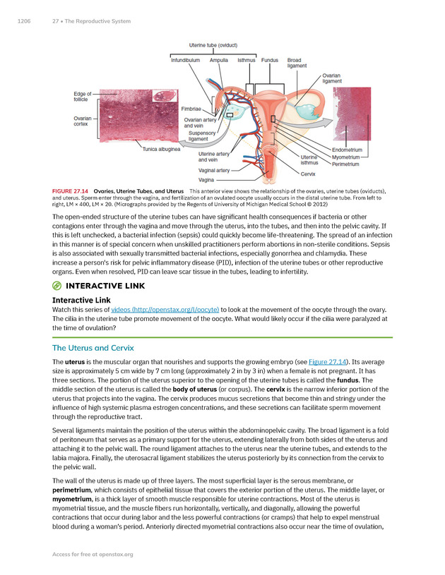 Anatomy and Physiology 2e - New Page