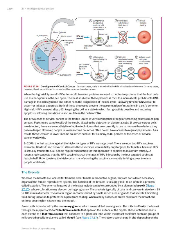 Anatomy and Physiology 2e - New Page