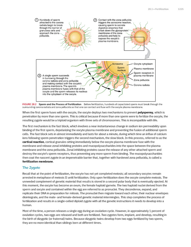 Anatomy and Physiology 2e - New Page