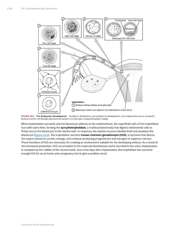 Anatomy and Physiology 2e - New Page