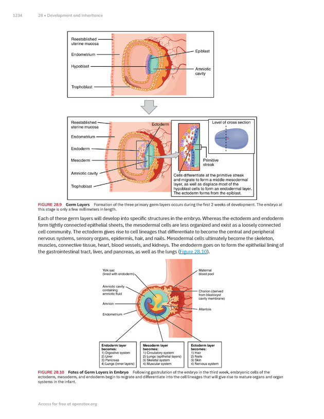 Anatomy and Physiology 2e - New Page