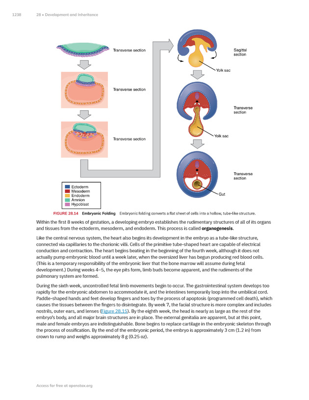 Anatomy and Physiology 2e - New Page